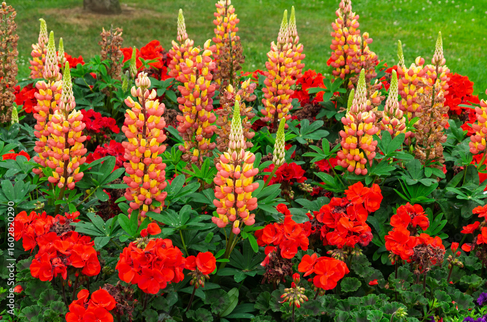 Φωτογραφία Beautiful pink and yellow lupins in a country garden with depth of field