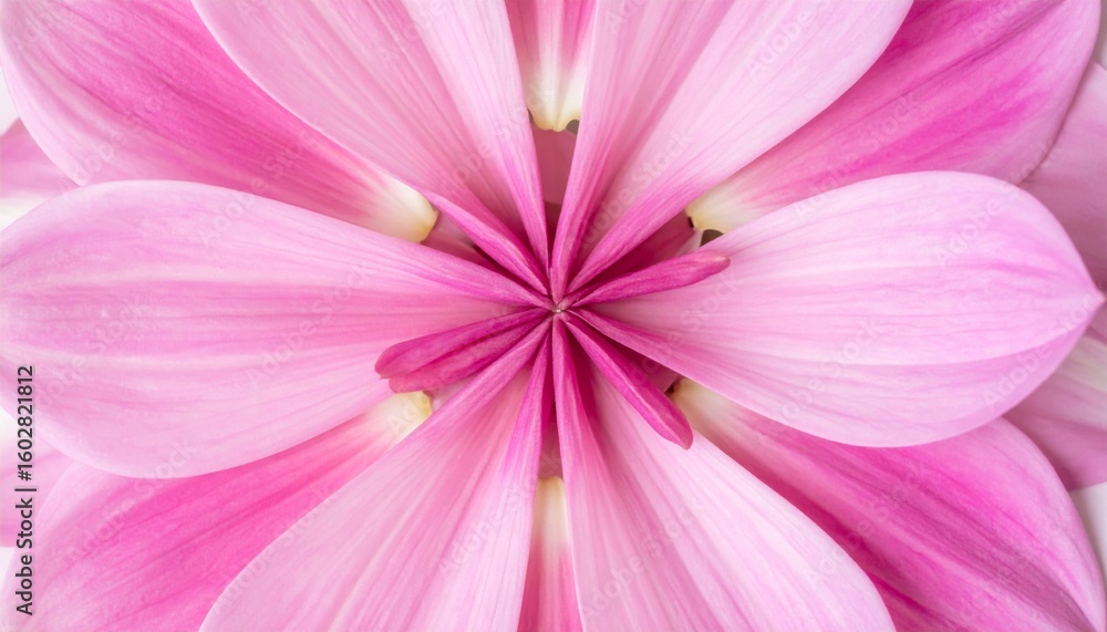 Obraz premium Closeup Pink Flower with Visible Petal Veins and Soft Lighting on White Background
