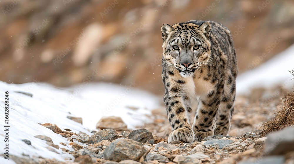 Fototapeta premium Snow leopard traversing a rocky, snowy mountain path, camouflaged, elusive, cold habitat