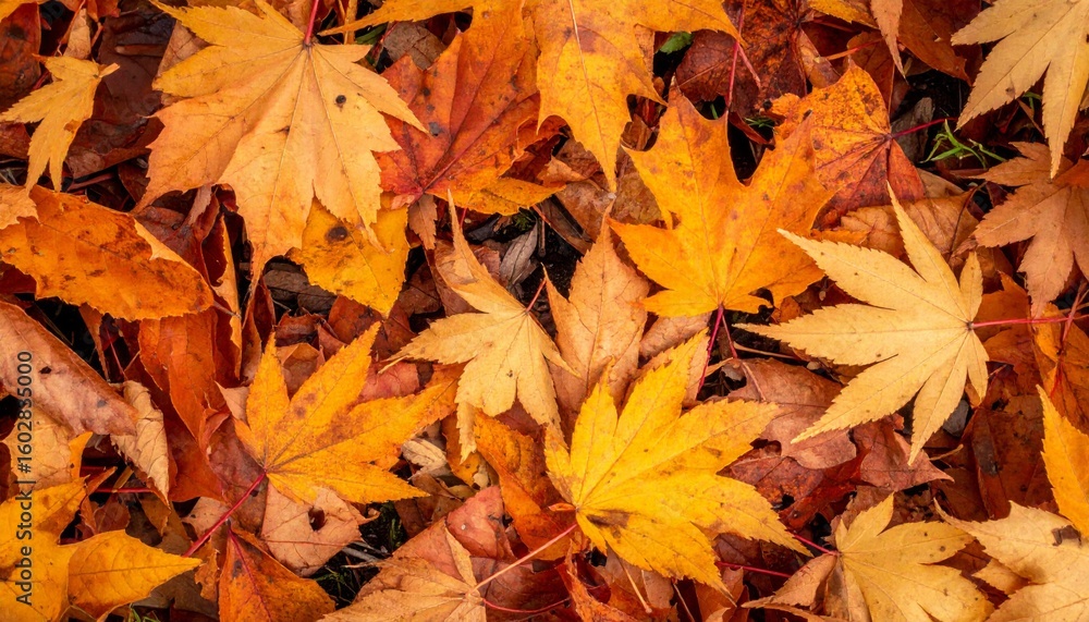 Obraz premium Vibrant Orange and Yellow Maple Leaves Covering Forest Floor in Autumn Season