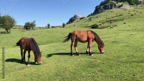 Horses in Gorbea Natural Park, Basque Country, Spain
