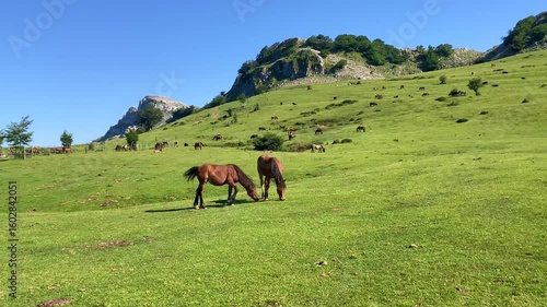 Horses in Gorbea Natural Park, Basque Country, Spain
