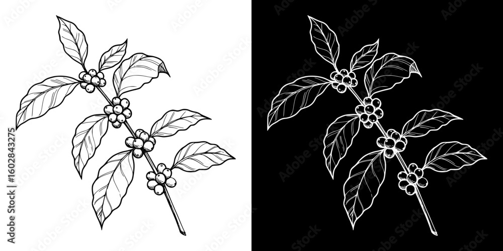 coffee plant branch, isolated vector image in two design variants - on transparent and black backgrounds, chalk drawing
