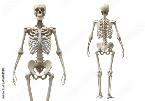 Isolated Human Skeleton Front and Back Illustration