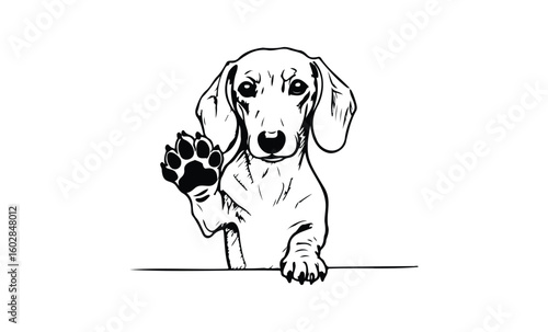 Cute dachshund puppy waving paw in black and white illustration. Vector retro hand drawn illustration.