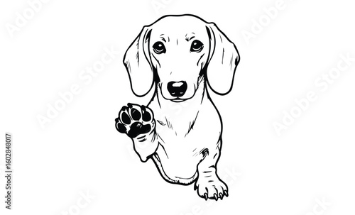 Black and white dachshund illustration with raised paw. Vector retro hand drawn illustration.