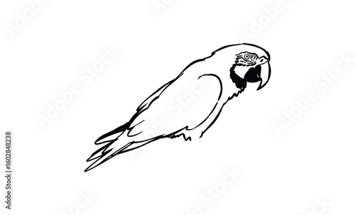 Line art illustration of a parrot with detailed features. Vector retro hand drawn illustration.