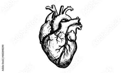 Detailed black and white anatomical illustration of a human heart. Vector retro hand drawn illustration.
