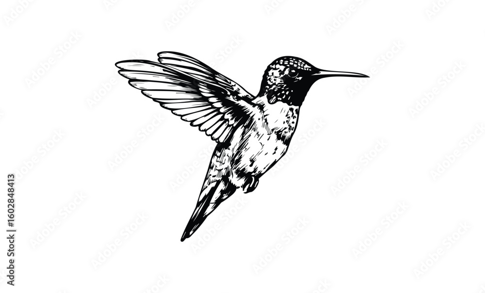 Fototapeta premium Detailed black and white hummingbird sketch in flight. Vector retro hand drawn illustration.