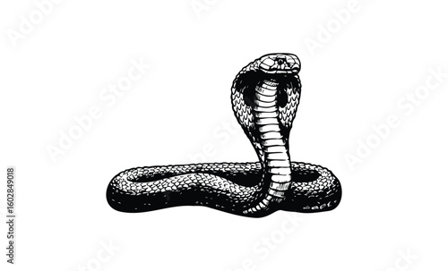 Detailed black and white cobra illustration with raised hood and coiled body. Vector retro hand drawn illustration.