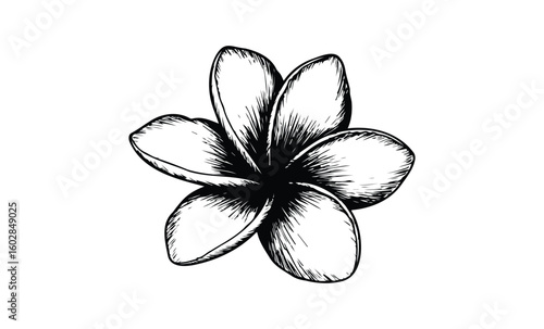 Monochrome plumeria flower sketch with detailed petals and bold lines. Vector retro hand drawn illustration.