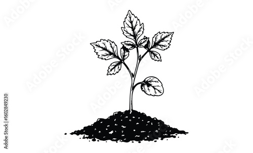 Black and white illustration of a young plant sprouting from soil. Vector retro hand drawn illustration.