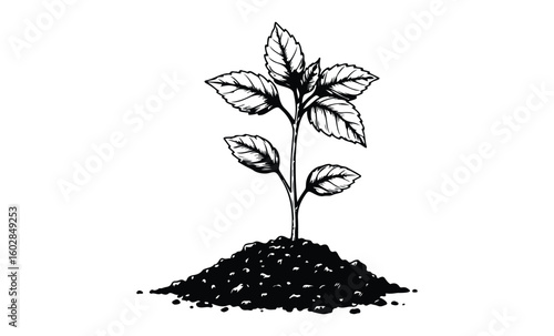 Black and white drawing of young plant with leaves in soil. Vector retro hand drawn illustration.