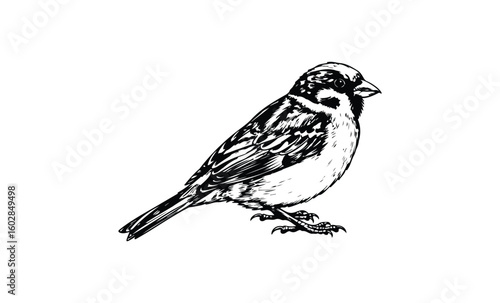 Detailed black and white illustration of a sparrow. Vector retro hand drawn illustration.