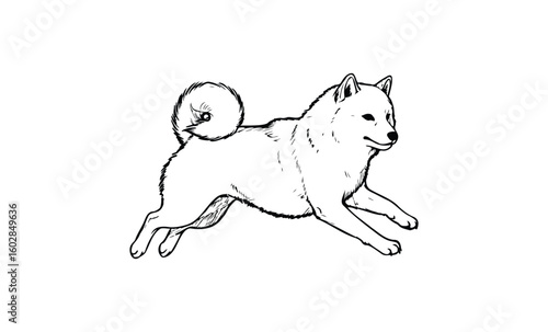 Line art of japanese shiba inu in mid-jump on white background. Vector retro hand drawn illustration.