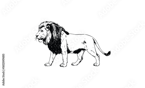 Black and white lion sketch with detailed mane and strong stance. Vector retro hand drawn illustration.