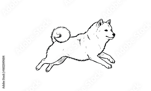 Outline of a running shiba inu dog in motion. Vector retro hand drawn illustration.