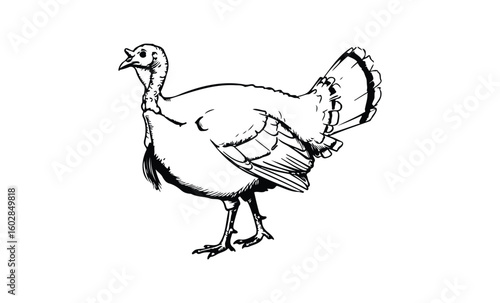 Detailed black and white illustration of a turkey on a white background. Vector retro hand drawn illustration.