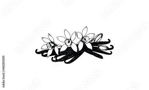 Elegant vanilla flower and pod illustration in black and white design. Vector retro hand drawn illustration.