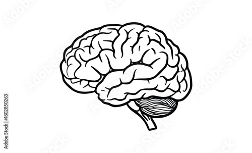 Black and white brain illustration showing detailed anatomy on white background. Vector retro hand drawn illustration.