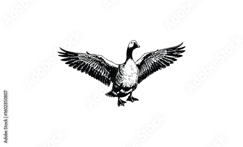 Black and white illustration of goose with outstretched wings. Vector retro hand drawn illustration.
