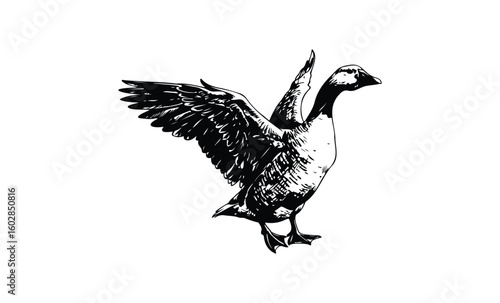 Black and white illustration of a goose with wings outstretched. Vector retro hand drawn illustration.