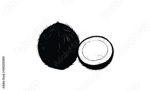 Black and white illustration of whole and halved coconut. Vector retro hand drawn illustration.