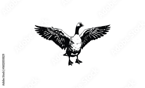 Illustration of a detailed goose with outstretched wings on white background. Vector retro hand drawn illustration.