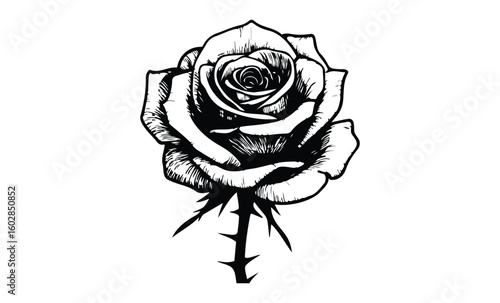 Intricate black and white rose illustration with detailed petals and thorny stem. Vector retro hand drawn illustration.