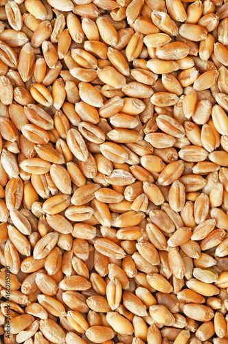 Wheat Kernels Close Up