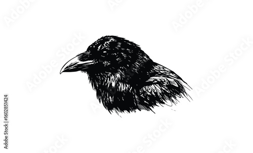 Intricate black and white illustration of a raven with detailed feathers. Vector retro hand drawn illustration.