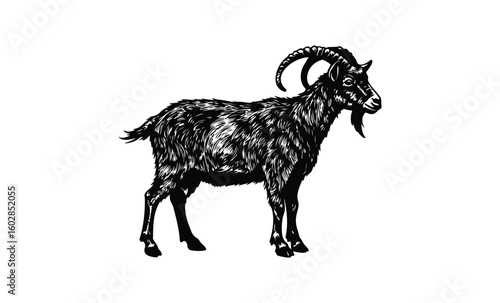 Detailed black and white illustration of a goat with curved horns and fur texture. Vector retro hand drawn illustration.