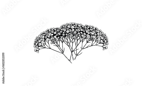Intricate black and white baby's breath floral illustration. Vector retro hand drawn illustration.