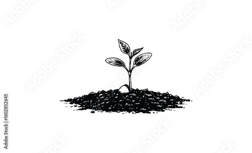Black and white illustration of a growing plant seedling. Vector retro hand drawn illustration.