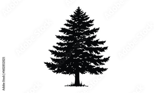 Silhouette of evergreen pine tree on white background. Vector retro hand drawn illustration.