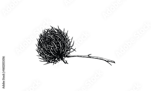Detailed monochrome illustration of a single thistle flower on stem. Vector retro hand drawn illustration.