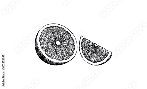 Hand-drawn grapefruit slices illustration in black and white. Vector retro hand drawn illustration.