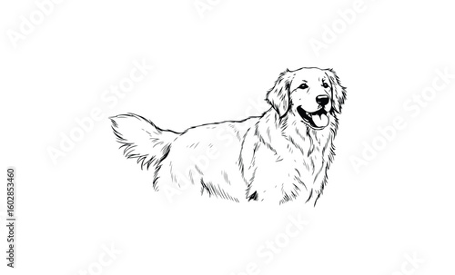 Smiling golden retriever dog line drawing on white background. Vector retro hand drawn illustration.