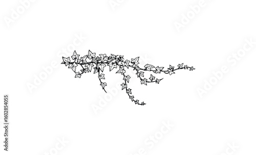 Intricate ivy vines with leaves in detailed black and white line art illustration. Vector retro hand drawn illustration.