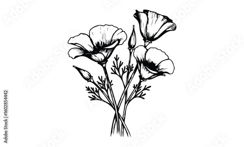 Detailed black and white california poppy flower drawing. Vector retro hand drawn illustration.