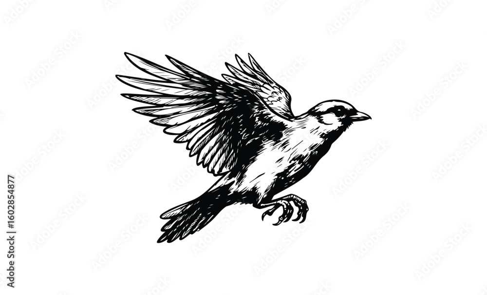 Fototapeta premium Detailed black and white illustration of a sparrow in flight with outstretched wings. Vector retro hand drawn illustration.