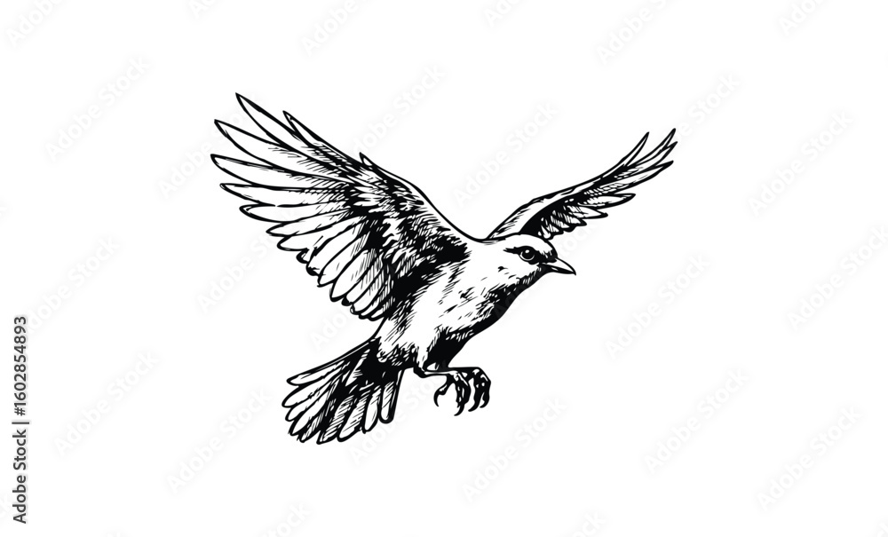 Fototapeta premium Detailed black and white drawing of a sparrow in flight with outstretched wings. Vector retro hand drawn illustration.
