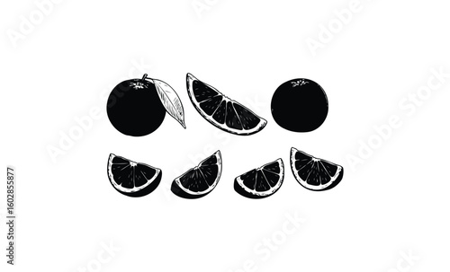 Black and white lemon slices and whole lemons illustration. Vector retro hand drawn illustration.