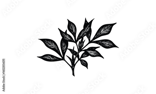 Detailed black ink illustration of a leafy plant on white background. Vector retro hand drawn illustration.