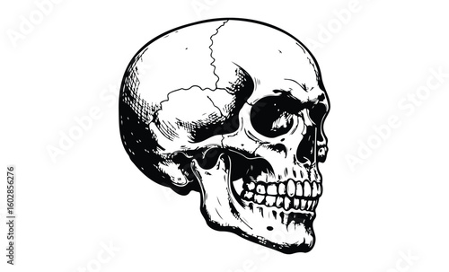 Detailed black and white human skull illustration on white background. Vector retro hand drawn illustration.