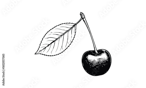 Monochrome cherry with leaf line art illustration in bold outline. Vector retro hand drawn illustration.