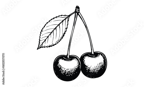 Detailed black and white cherry illustration with leaves. Vector retro hand drawn illustration.