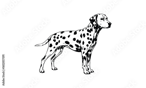 Detailed black and white dalmatian dog illustration in profile view. Vector retro hand drawn illustration.