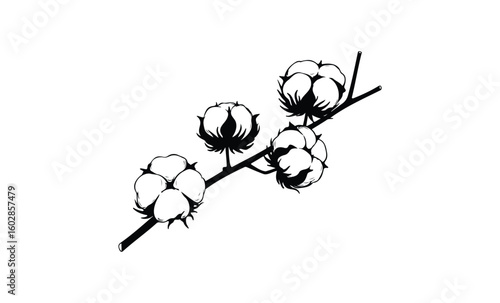 Black and white cotton plant illustration with branch and bolls. Vector retro hand drawn illustration.
