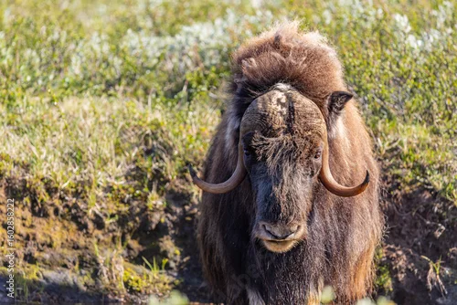 Fototapeta samoprzylepna Wół piżmowy, Piżmowół arktyczny, Musk ox, Ovibos moschatus, 